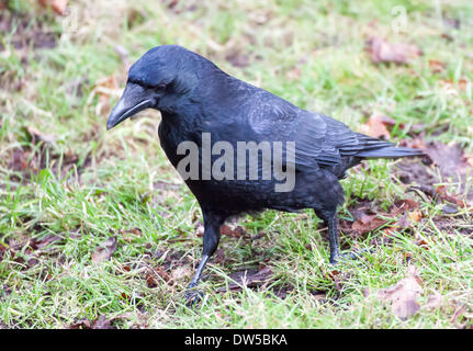 Corneille noire, Corvus corone Banque D'Images