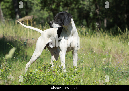 Chien Pointer Anglais / adulte pointant dans une forêt Banque D'Images