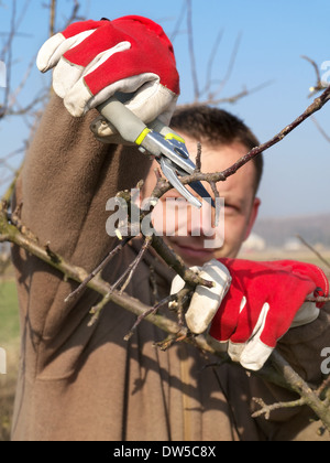 Les jeunes branches d'arbres élagage jardinier sécateurs avec Apple Banque D'Images