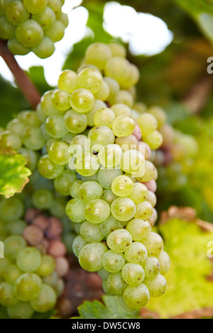 Les raisins pour le vin blanc Riesling mûr à l'automne en Allemagne Banque D'Images