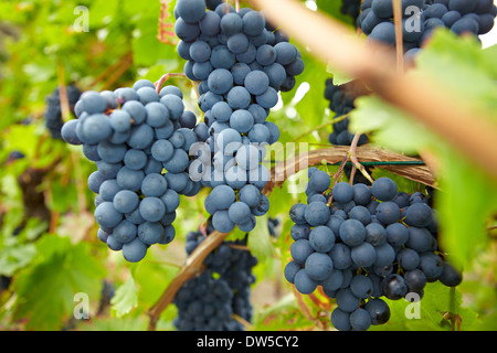 Les raisins de la vigne rouge mûr en allemand vignoble en automne Banque D'Images