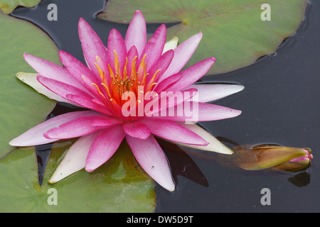 Nénuphar rose Nymphea Banque D'Images