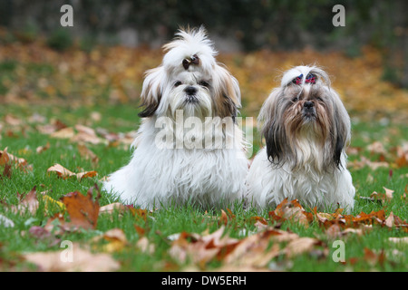 Shih Tzu chien / deux adultes assis dans un parc Banque D'Images