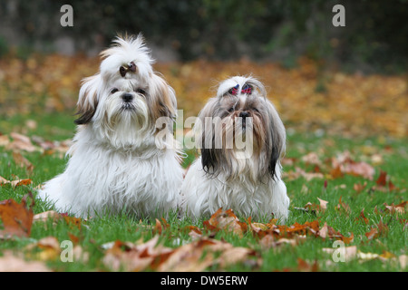 Shih Tzu chien / deux adultes assis dans un parc Banque D'Images