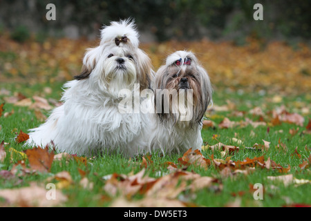 Shih Tzu chien / deux adultes assis dans un parc Banque D'Images