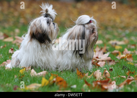 Shih Tzu chien / deux adultes assis dans un parc Banque D'Images