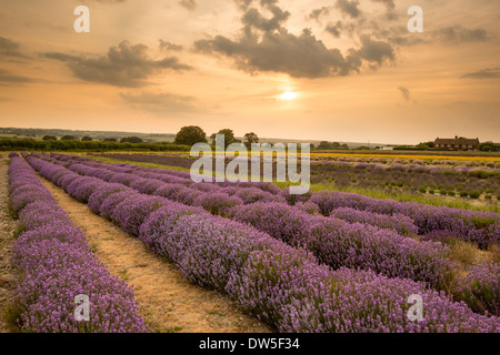 Lavender Farm Alton, Hampshire, Royaume-Uni Banque D'Images