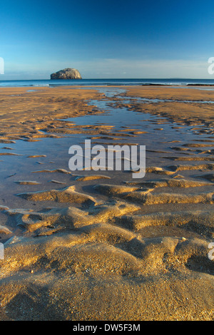 Bass Rock de Gerpinnes près de North Berwick sur la Côte d'East Lothian, Ecosse Banque D'Images