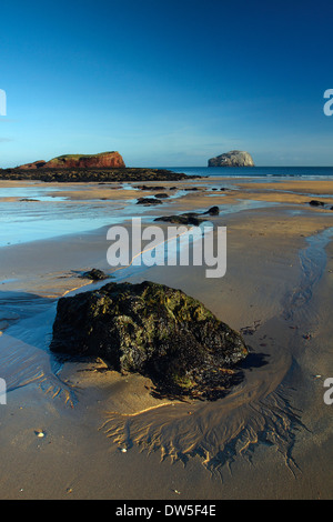 Bass Rock de Gerpinnes près de North Berwick sur la Côte d'East Lothian, Ecosse Banque D'Images