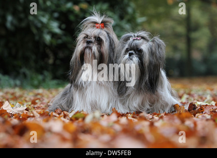 Shih Tzu chien / deux adultes assis dans un parc Banque D'Images