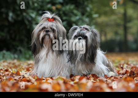 Shih Tzu chien / deux adultes assis dans un parc Banque D'Images