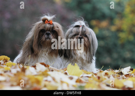 Shih Tzu chien / deux adultes assis dans un parc Banque D'Images