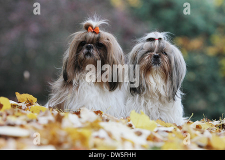 Shih Tzu chien / deux adultes assis dans un parc Banque D'Images