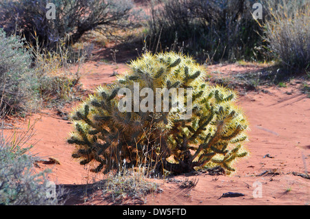 Cactus dans la Vallée de Feu parc national dans le Nevada, USA Banque D'Images