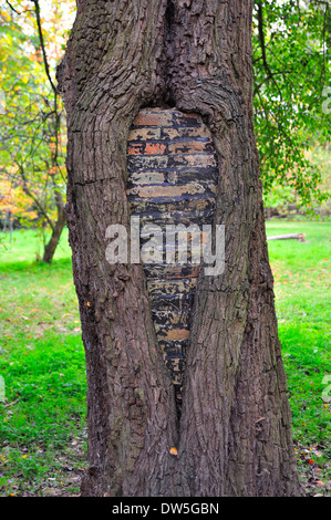 Mur de brique dans un tronc d'arbre Banque D'Images