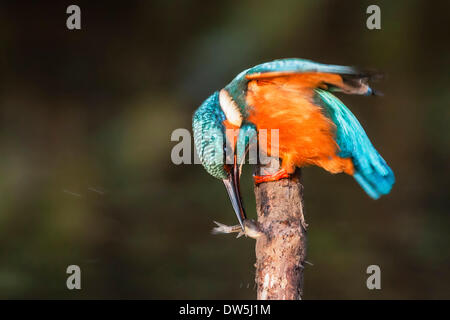 Kingfisher (Alcedo atthis), mâle, perché sur une branche avec une boule dans son bec. La mortalité de poissons en la frappant sur la branche Banque D'Images