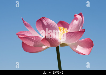 Lotus Rose plus de ciel bleu, voir ci-dessous pour Banque D'Images