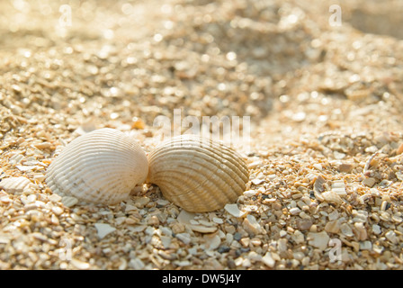 Deux coquillages sur une plage de sable, concept romantique Banque D'Images