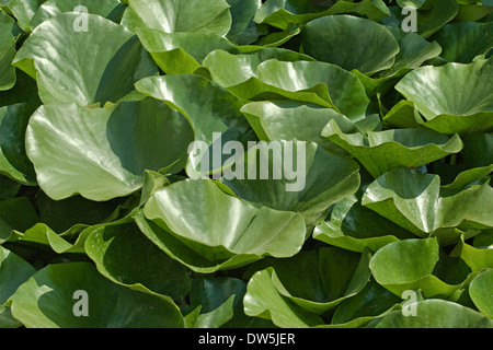 Les feuilles de nénuphar vert sur la surface de l'eau Banque D'Images