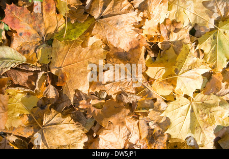 Arrière-plan de feuilles d'érable jaune à l'automne Banque D'Images