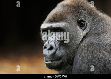 Gorille de plaine de l'ouest (Gorilla gorilla gorilla), homme Banque D'Images