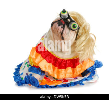 Silly dog - Bulldog anglais habillé comme un clown sur fond blanc Banque D'Images