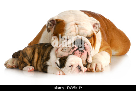 Bulldog père et fille se reposer ensemble sur fond blanc Banque D'Images