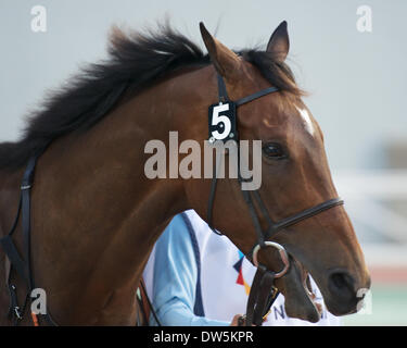 Dubaï, Émirats arabes unis. 27 février 2014. L'histoire moderne est un hongre de 6 ans Bay appartenant à Son Excellence Sheikh Hamdan Bin Mohammed Al Maktoum, formés par Charlie Appleby et monté par Mickael Barzalona Crédit : Tom Morgan/Alamy Live News Banque D'Images