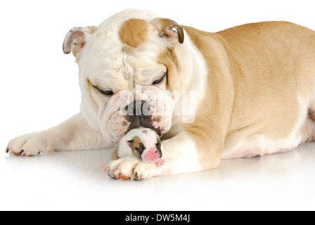 La mère et le chien chiot - une semaine old english bulldog nettoyées par sa mère Banque D'Images