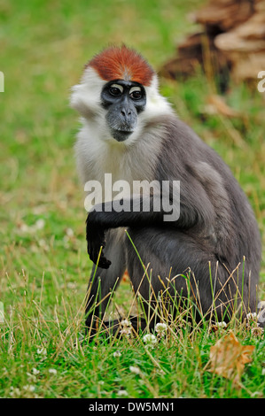 Mangabey à collier, Red-capped ou Mangabey Mangabey à collier blanc (Cercocebus torquatus), Femme Banque D'Images