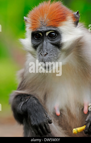 Mangabey à collier, Red-capped ou Mangabey Mangabey à collier blanc (Cercocebus torquatus), Femme Banque D'Images