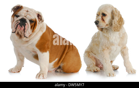 Deux chiens - Cocker américain de recherche bulldog Anglais sur fond blanc Banque D'Images