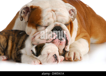 La famille chien - bulldog Anglais père et fille dormir sur fond blanc Banque D'Images