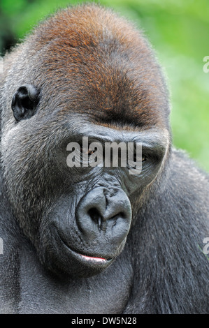 Gorille de plaine de l'ouest (Gorilla gorilla gorilla), homme Banque D'Images