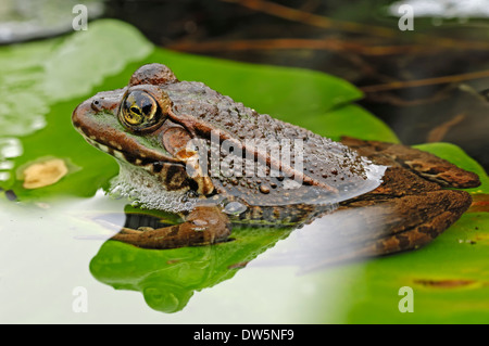 La grenouille des marais ou le lac grenouille (Rana ridibunda, Pelophylax ridibundus), Nordrhein-Westfalen, Allemagne Banque D'Images