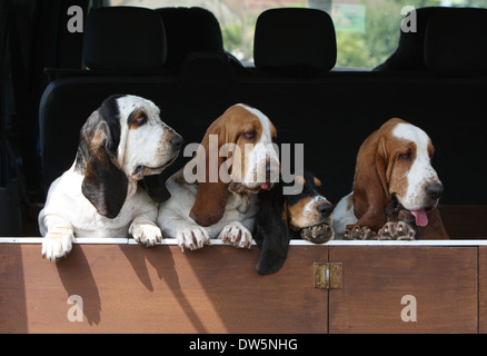 Chien Basset Hound / quatre adultes dans le coffre de la voiture Banque D'Images