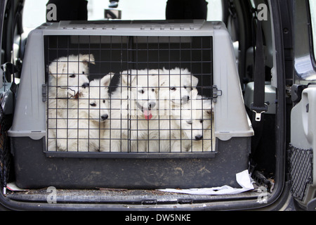 / Chien Berger Blanc Suisse Berger Blanc Suisse / Cinq chiots voyageant dans une cage dans le coffre de la voiture Banque D'Images