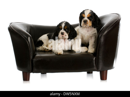 Deux chiots sur un chien cocker américain - table - 8 semaines Banque D'Images