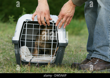 Cairn Terrier chien / chiot dans une cage de voyage Banque D'Images