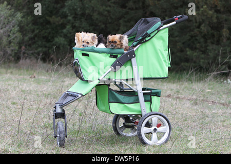 Chien Chihuahua / plusieurs adultes dans une poussette pour chien Banque D'Images