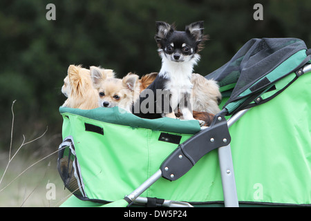 Chien Chihuahua / plusieurs adultes dans une poussette pour chien Banque D'Images