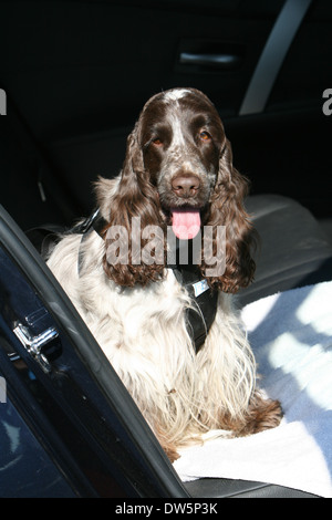 Cocker Anglais chien / chien adulte assis sur le siège arrière d'une voiture avec un harnais de sécurité Banque D'Images