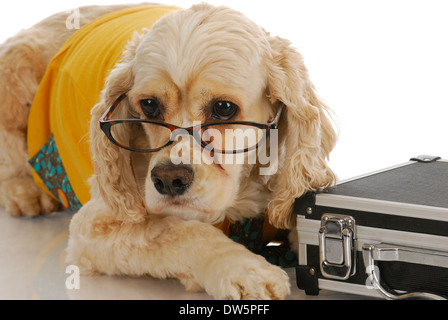 Les animaux - Cocker Anglais habillés en tenue de ville avec breakcase Banque D'Images