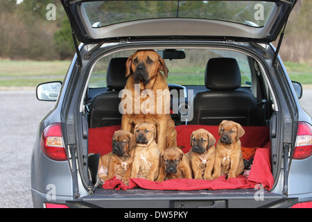 Chien Tosa Inu / japonais / Mastiff chiots et adultes dans le coffre de la voiture Banque D'Images