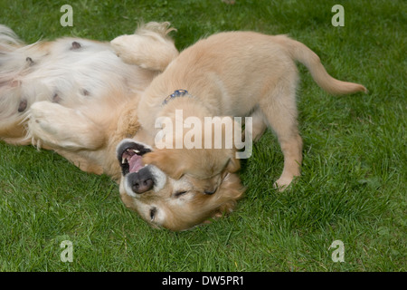 Mylo 10 semaines chiot Golden Retriever joue avec sa mère Elsa on grass Banque D'Images