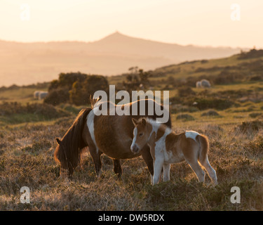 Poney Dartmoor poulain et pâturage sur landes avec Brentor au-delà, Dartmoor, dans le Devon, Angleterre. En été (juin) 2013. Banque D'Images