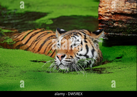 Tigre de Sibérie ou tigre de l'amour (Panthera tigris altaica) Banque D'Images