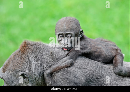 Gorille de plaine de l'ouest (Gorilla gorilla gorilla), femme avec de jeunes Banque D'Images