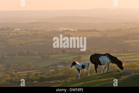 Poney Dartmoor poulain et le pâturage sur les landes, soutenu par du matériel roulant campagne du Devon, Dartmoor, dans le Devon, Angleterre. En été (juin) 2013. Banque D'Images