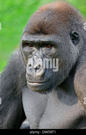 Gorille de plaine de l'ouest (Gorilla gorilla gorilla), homme Banque D'Images